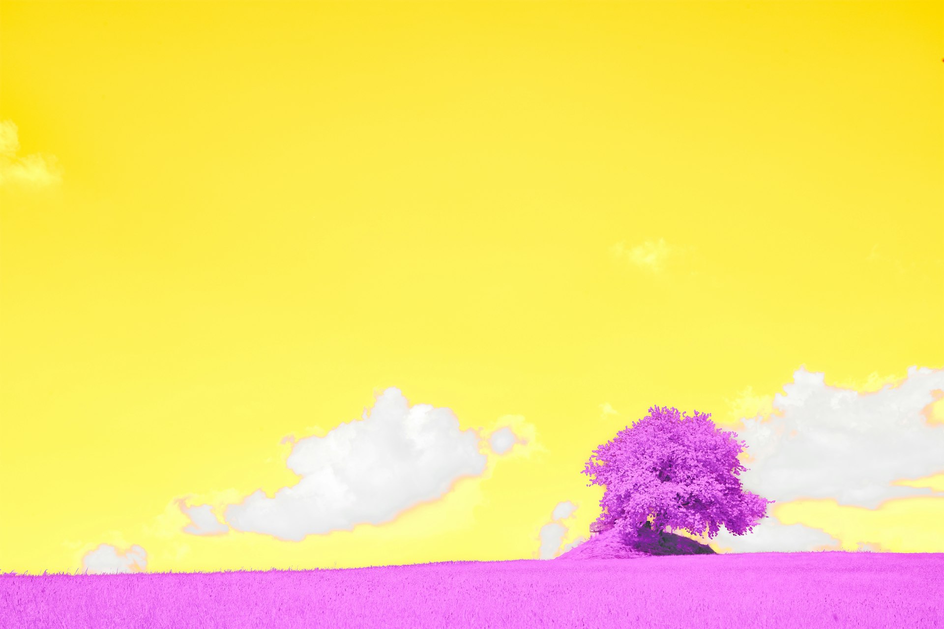 a lone tree in a purple field under a yellow sky